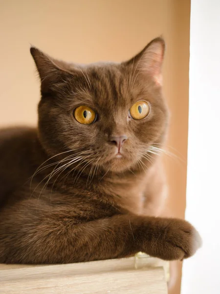 Cynamon Kolor Adorable Brytyjski Krótkowzroczny Kot Odpoczynku — Zdjęcie stockowe