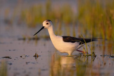 Siyah kanatlı stilt - himantopus himantopus suda yürüyor, kırmızı bacaklar siyah ve beyaz wader