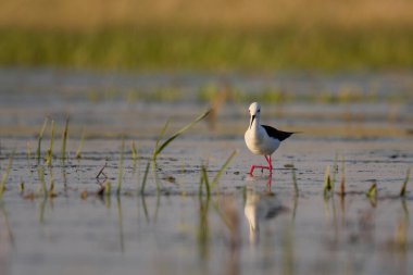 Siyah kanatlı stilt - himantopus himantopus suda yürüyor, kırmızı bacaklar siyah ve beyaz wader