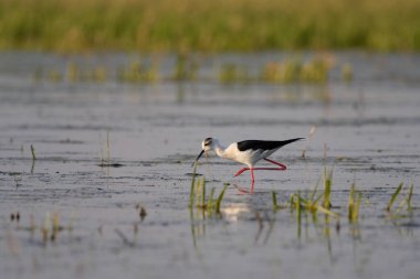 Siyah kanatlı stilt - himantopus himantopus suda yürüyor, kırmızı bacaklar siyah ve beyaz wader