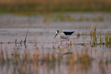 Siyah kanatlı stilt - himantopus himantopus suda yürüyor, kırmızı bacaklar siyah ve beyaz wader