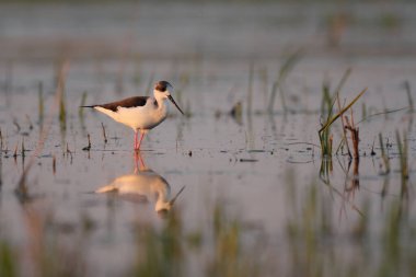 Siyah kanatlı stilt - himantopus himantopus suda yürüyor, kırmızı bacaklar siyah ve beyaz wader
