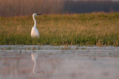 Büyük Akbalıkçıl - Bataklıktaki Ardea Alba