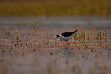 Siyah kanatlı stilt - himantopus himantopus suda yürüyor, kırmızı bacaklar siyah ve beyaz wader