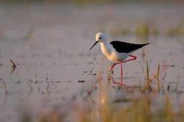 Siyah kanatlı stilt - himantopus himantopus suda yürüyor, kırmızı bacaklar siyah ve beyaz wader