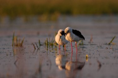 Siyah kanatlı stilt - himantopus himantopus suda yürüyor, kırmızı bacaklar siyah ve beyaz wader