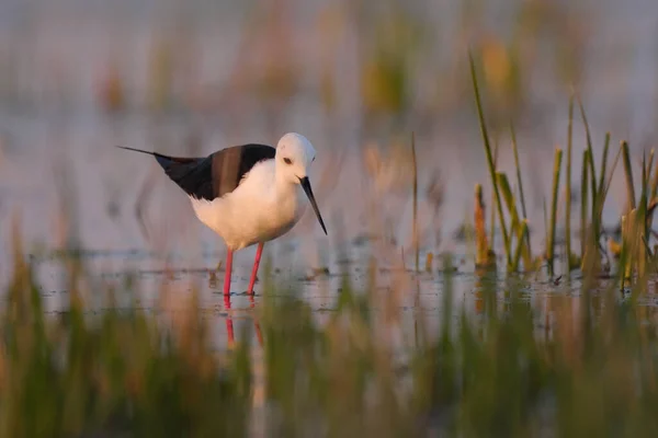 Étoile Ailes Noires Himantopus Himantopus Pataugeant Dans Eau Pattes Rouges — Photo