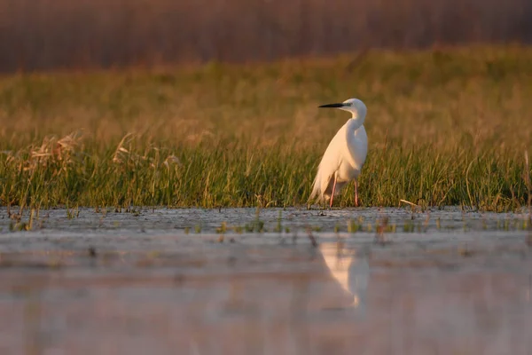 Grande Egret Ardea Alba Pântano — Fotografia de Stock