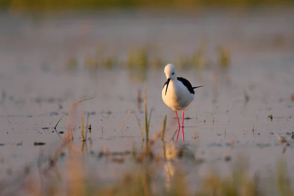 Étoile Ailes Noires Himantopus Himantopus Pataugeant Dans Eau Pattes Rouges — Photo