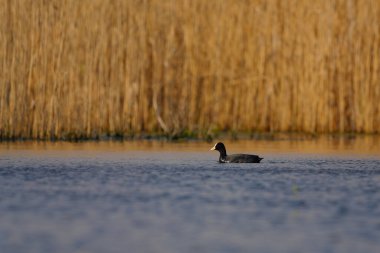 Gölde yüzen Avrasyalı yaban ördekleri