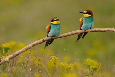 Group of colorful bee-eater on tree branch, against of yellow flowers background