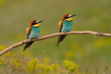 Group of colorful bee-eater on tree branch, against of yellow flowers background