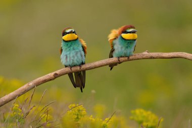 Group of colorful bee-eater on tree branch, against of yellow flowers background