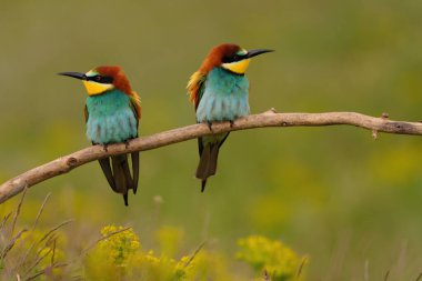 Group of colorful bee-eater on tree branch, against of yellow flowers background