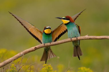 Group of colorful bee-eater on tree branch, against of yellow flowers background