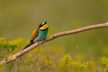Colorful bee-eater on tree branch, against of yellow flowers background