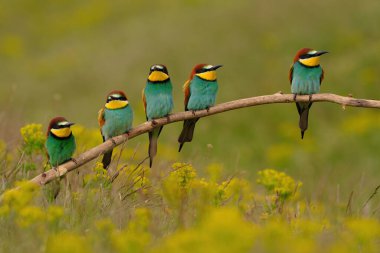 Group of colorful bee-eater on tree branch, against of yellow flowers background