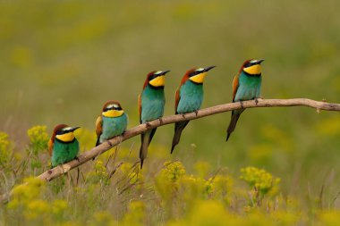Group of colorful bee-eater on tree branch, against of yellow flowers background