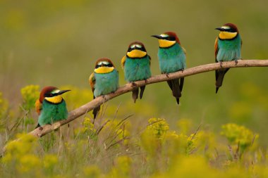 Group of colorful bee-eater on tree branch, against of yellow flowers background