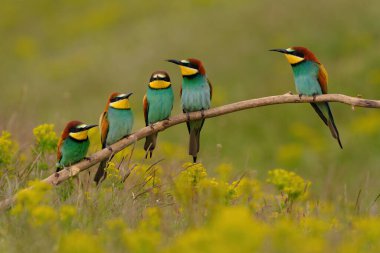 Group of colorful bee-eater on tree branch, against of yellow flowers background