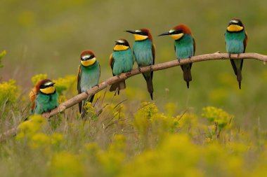 Group of colorful bee-eater on tree branch, against of yellow flowers background