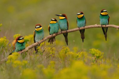 Group of colorful bee-eater on tree branch, against of yellow flowers background
