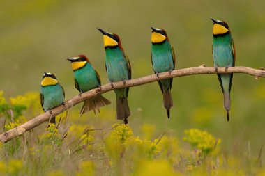 Group of colorful bee-eater on tree branch, against of yellow flowers background