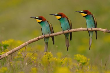 Group of colorful bee-eater on tree branch, against of yellow flowers background
