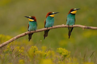 Group of colorful bee-eater on tree branch, against of yellow flowers background