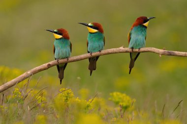 Group of colorful bee-eater on tree branch, against of yellow flowers background