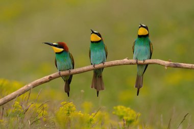 Group of colorful bee-eater on tree branch, against of yellow flowers background