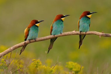 Group of colorful bee-eater on tree branch, against of yellow flowers background