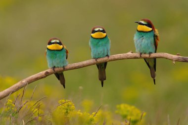 Group of colorful bee-eater on tree branch, against of yellow flowers background
