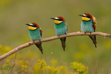 Group of colorful bee-eater on tree branch, against of yellow flowers background