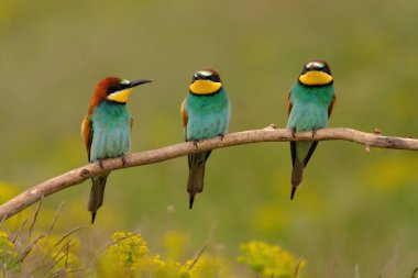 Group of colorful bee-eater on tree branch, against of yellow flowers background