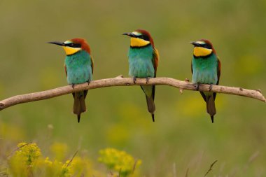 Group of colorful bee-eater on tree branch, against of yellow flowers background