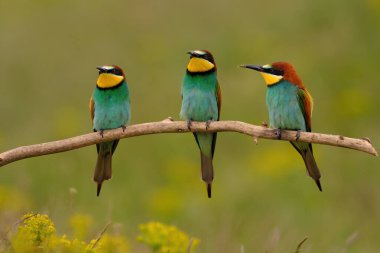 Group of colorful bee-eater on tree branch, against of yellow flowers background