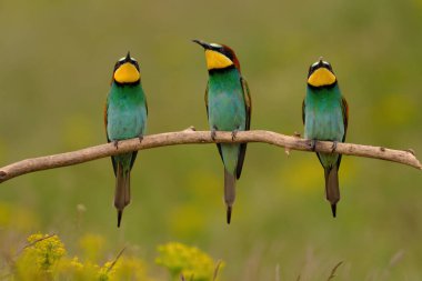 Group of colorful bee-eater on tree branch, against of yellow flowers background
