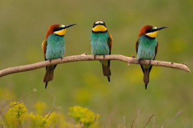 Group of colorful bee-eater on tree branch, against of yellow flowers background