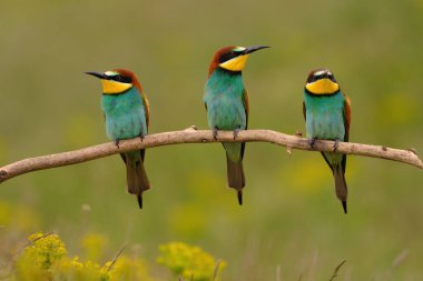 Group of colorful bee-eater on tree branch, against of yellow flowers background