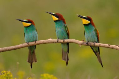 Group of colorful bee-eater on tree branch, against of yellow flowers background