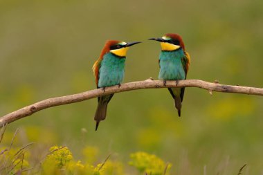 Group of colorful bee-eater on tree branch, against of yellow flowers background