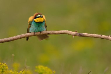 Colorful bee-eater on tree branch, against of yellow flowers background