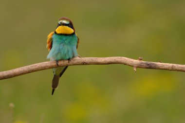 Colorful bee-eater on tree branch, against of yellow flowers background