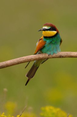 Colorful bee-eater on tree branch, against of yellow flowers background