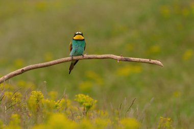 Colorful bee-eater on tree branch, against of yellow flowers background