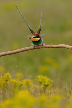 Colorful bee-eater on tree branch, against of yellow flowers background