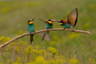 Group of colorful bee-eater on tree branch, against of yellow flowers background