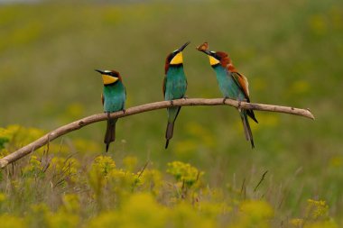 Group of colorful bee-eater on tree branch, against of yellow flowers background