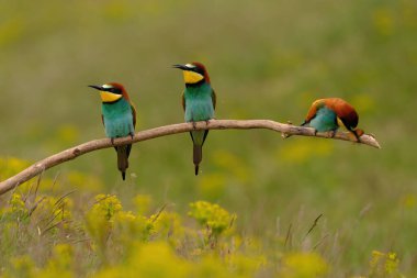 Group of colorful bee-eater on tree branch, against of yellow flowers background